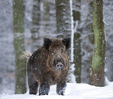 Wild boar (Sus scrofa) in the snow