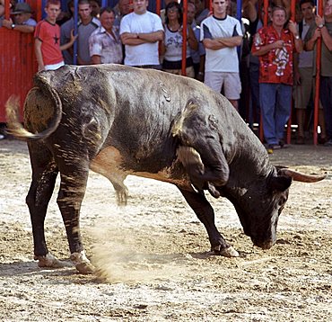 Bull during the running of the bulls in Peniscola, Spain, Europe