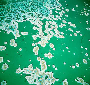 Abstract view of the crystallized salt in the southern basin of the Dead sea, Israel