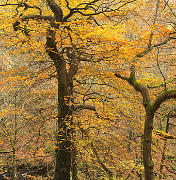 A view of Padley Gorge, Derbyshire, England, United Kingdom, Europe