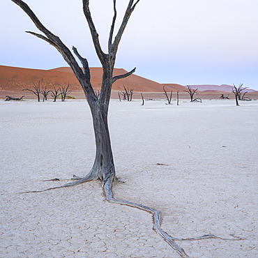 The gentle light of dawn on the Camelthorn trees of Deadvlei,  Namib Naukluft, Namibia, Africa