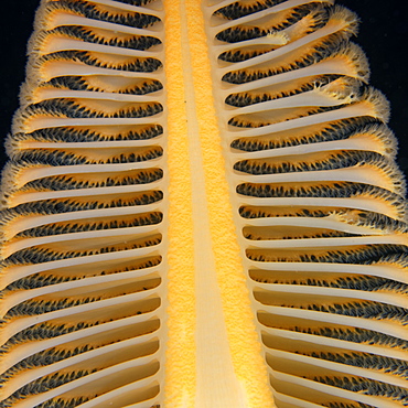 Orange Sea Pen, Pacific Ocean Alaska USA