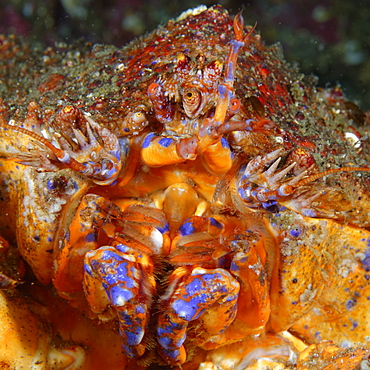 Puget Sound king crab, Alaska Pacific Ocean 