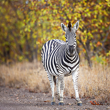 Plains zebra (Equus quagga burchellii) standing in fall color foliage background in Kruger National park, South Africa