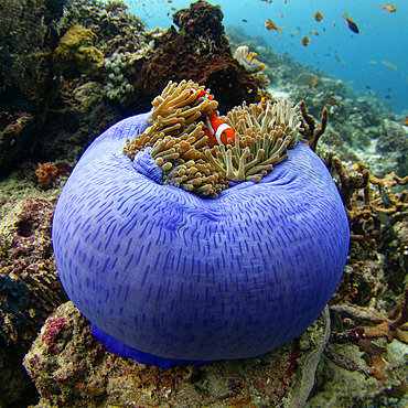 Clownfish with its sea anemone, Raja-Ampat, Indonesia