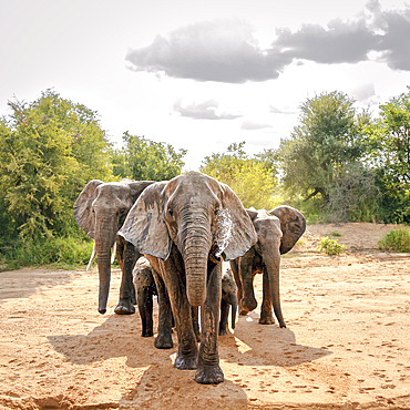 African bush elephant (Loxodonta africana) family looking front view for water in dry riverbed in Kruger National park, South Africa