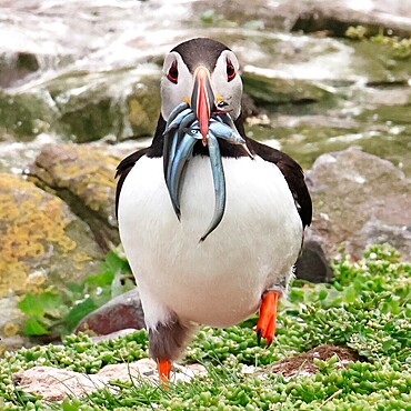 Atlantic puffin (Fratercula arctica) coming back the sea with sandeels in their beak. Farne Islands - England