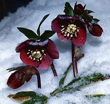 Christmas rose