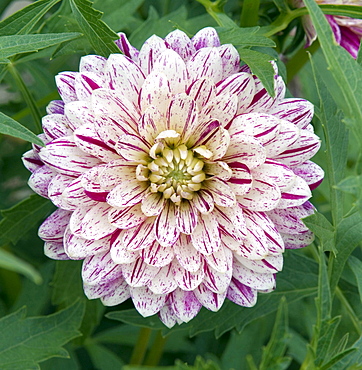 dahlia decorative dahlia variety Smokey