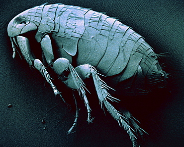 tropical ratflea Pest