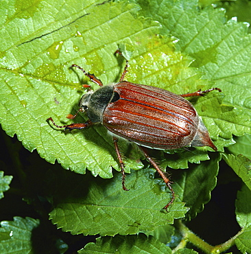 cockchafer or may bug may beetle