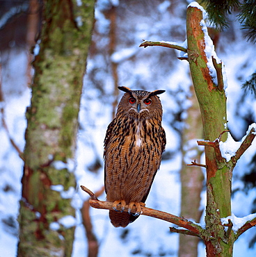 eagle owl