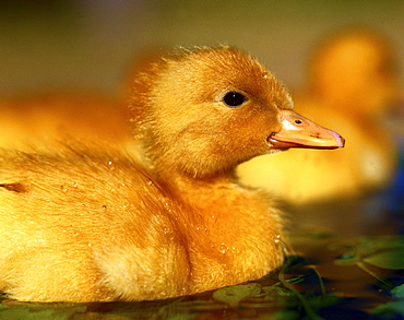 ducks duck duckling swimming