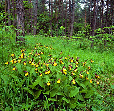 yellow lady's slipper