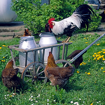 domestic cock male and female domestic cocks in the garden of farm portrait Saxony Germany