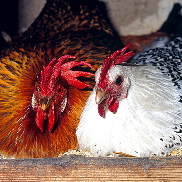 domestic cock two female domestic cocks in chicken coop portrait Saxony Germany