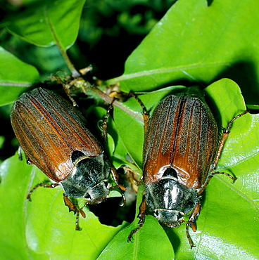 cockchafer or may bug two chockchafers feeding on green leaf Saxony Germany