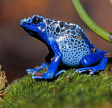 poison arrow frog or blue poison frog blue frog sitting on moss zoo Leipzig Saxony Germany