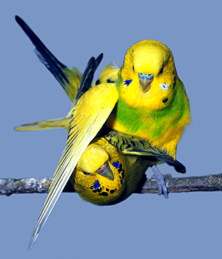 budgerigar mating male and female budgerigar portrait Animals