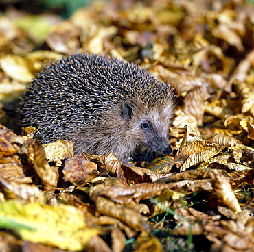 Western European hedgehog hedgehog in the autumn leaves portrait Animals Nature Thierbaum Sachsen Deutschland