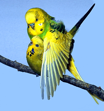 budgerigar mating budgerigar sitting on branch portrait