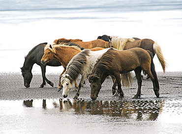 horse Icelandic horse horses herd on the beach lava sand Iceland Europe