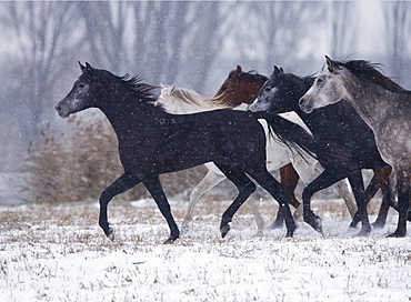 horse Arabian Arab horse herd young stallions in winter stud national stud Babolna Hungary Europe