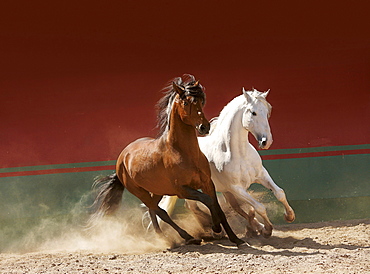 horse Lusitano two stallions stud Las Morerias Mexico America