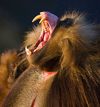 gelada baboon portrait male baboon displaying its teeth and gums with lip flipped back threat display Simien Mountains National Park Ethiopia Africa Animals