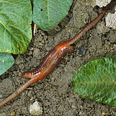 common earthworm or nightcrawler earth worm