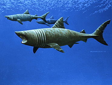 basking shark