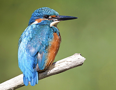 kingfisher kingfisher perched on twig