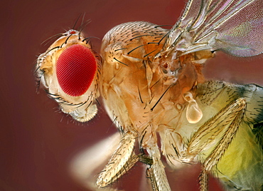 common fruit fly fruit fly lateral view