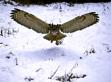 eagle owl