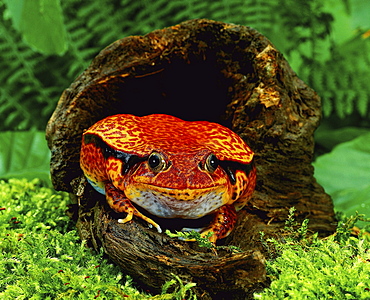 tomato frog