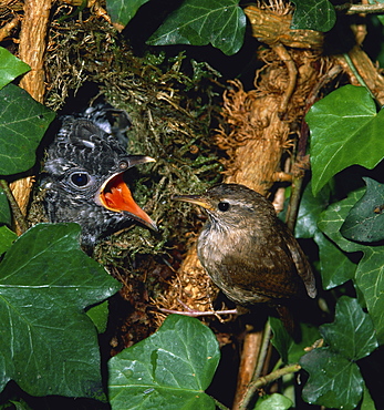 cuckoo cuckoo wren feeding young in nest