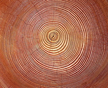 trees cross section of larch with annual rings