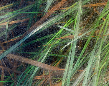 reed leaves in frozen lake