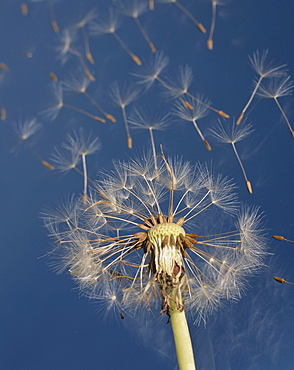 dandelion seed dispersal seedhead with blowing seeds