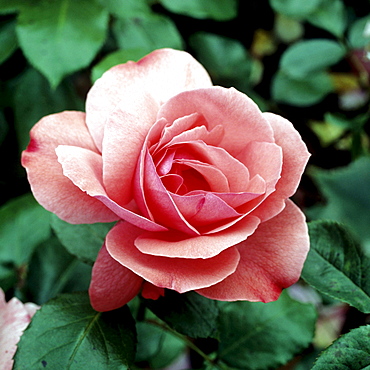 rose 'Lapponia' pink blossom