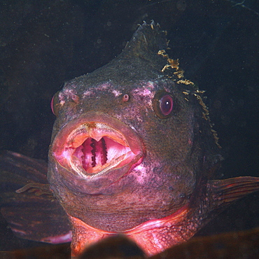 Lumpsucker (Cyclopterus lumpus). Male in breeding colours.
Babbacombe, Torquay, South Devon, UK.
