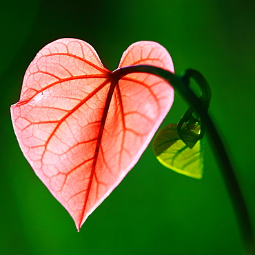 Heart. Nature, Moldova, summer, Green,  macro, Heart, flower, red, plant