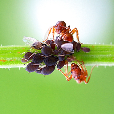 Two brothers shepherd. Nature, Moldova, macro, ant, ants, insect, summer, Green,  Flower, shepherd