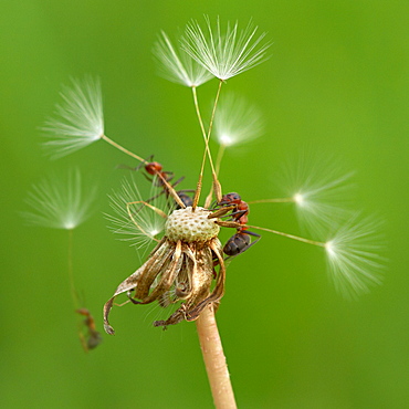 Skydivers. Nature, Moldova, ant, ants, insect, summer, Skydivers, Green,  Flower, three, Seed