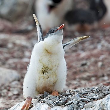 Gentoo penguin chick (Pygoscelis papua), Hannah Point, South Shetland Islands, Antarctica, Polar Regions 