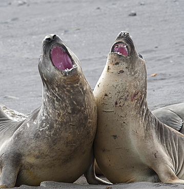 Southern Elephant Seal bulls (Mirounga leonina) fighting, Hannah Point, South Shetland Islands, Antarctica, Polar Regions 