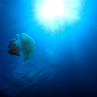 Scyphozoan jellyfish, Truk lagoon, Chuuk, Federated States of Micronesia, Caroline Islands, Micronesia, Pacific Ocean, Pacific