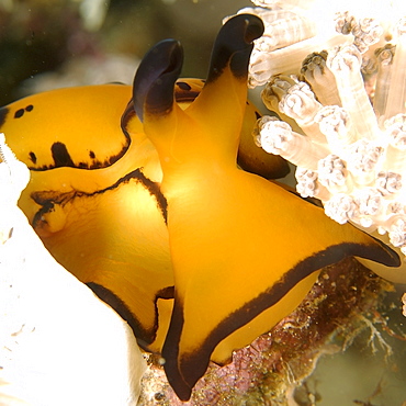 Pleurobranch sidegill slug (Berthella martensi) detail, Puerto Galera, Mindoro, Philippines, Southeast Asia, Asia
