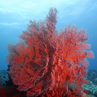 Gorgonian sea fan, possibly Astrogorgia sp., Ulong channel, Palau, Caroline Islands, Micronesia, Pacific Ocean, Pacific