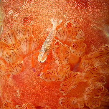 Emperor shrimp (Periclimenes imperato) next to gills of spanish dancer (Hexabranchus sanguineus) at night, Puerto Galera, Mindoro, Philippines, Southeast Asia, Asia